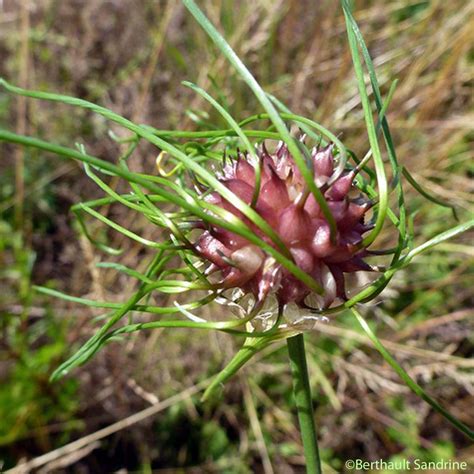 Ail des vignes (Allium vineale [L.]) .